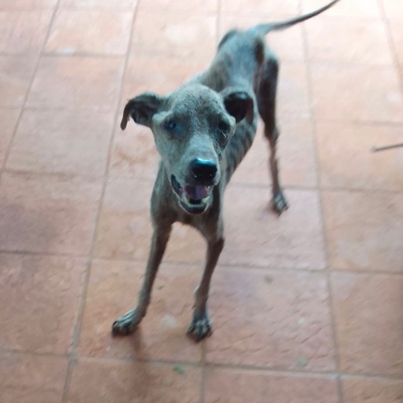 Here are some of my rescues ❤️ will add pics of every saved animal 🙏 - Picture 9 of 12